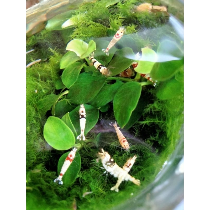 paket udang hias cardina aquascape red mosura 10ekor