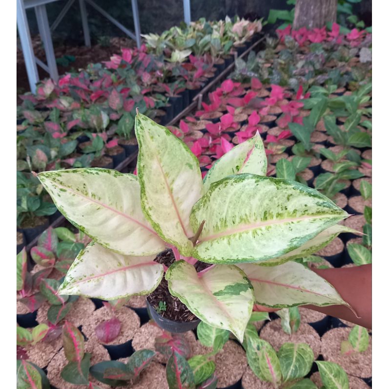 Aglaonema Frozen