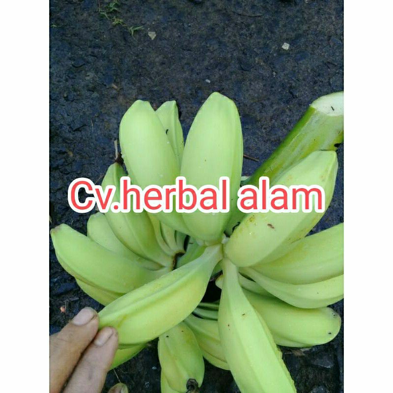 

Pisang batu Pisang Biji segar 1 kg