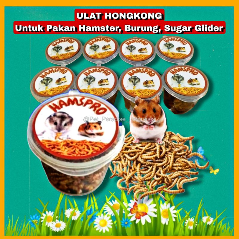 PPI- Ulat Hongkong Kering High Protein Snack Hamster Burung Sugar Glider Landak Mini Ikan Arwana Cha