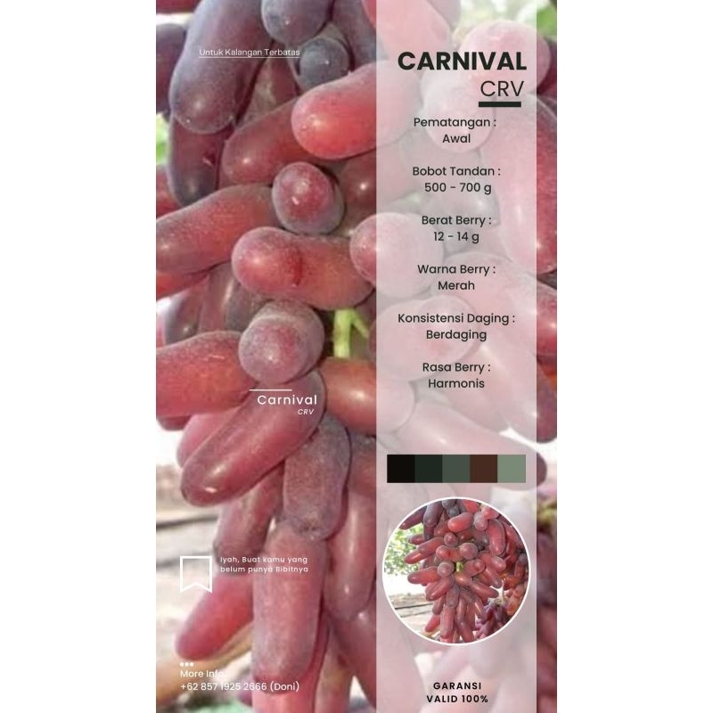 BIBIT ANGGUR IMPORT GARANSI VALID 100  %