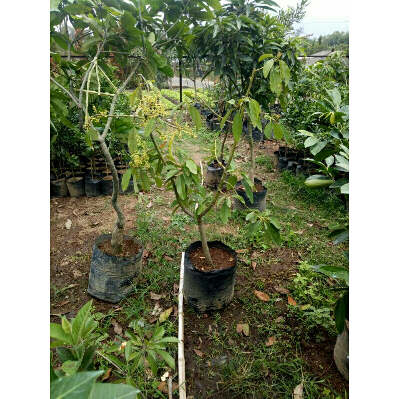 Bibit Alpukat berbunga