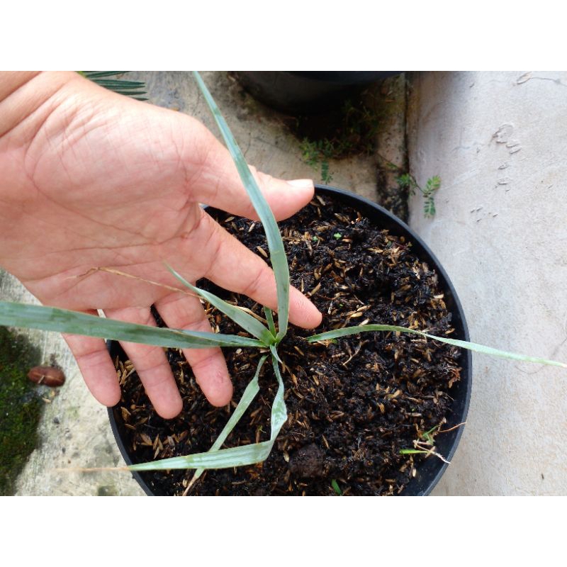 yucca rostrata