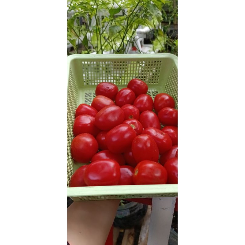 

tomat merah segar 500gr