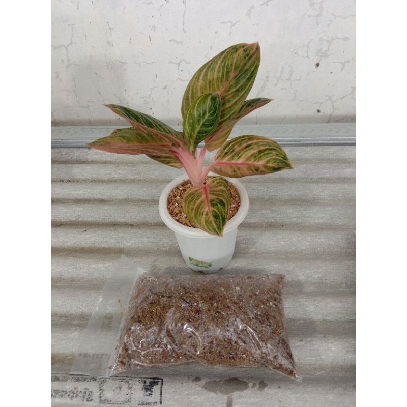 media tanam fermentasi