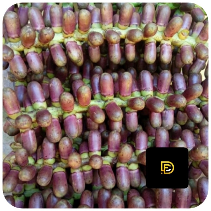 

Buah aren muda langari kawung segar 1 kg-az