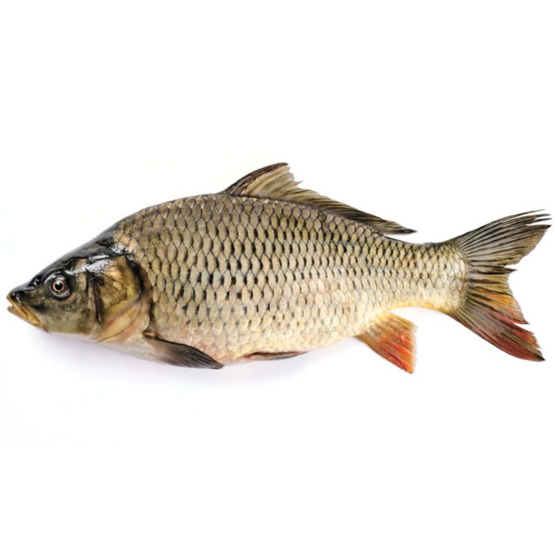 

Ikan segar
