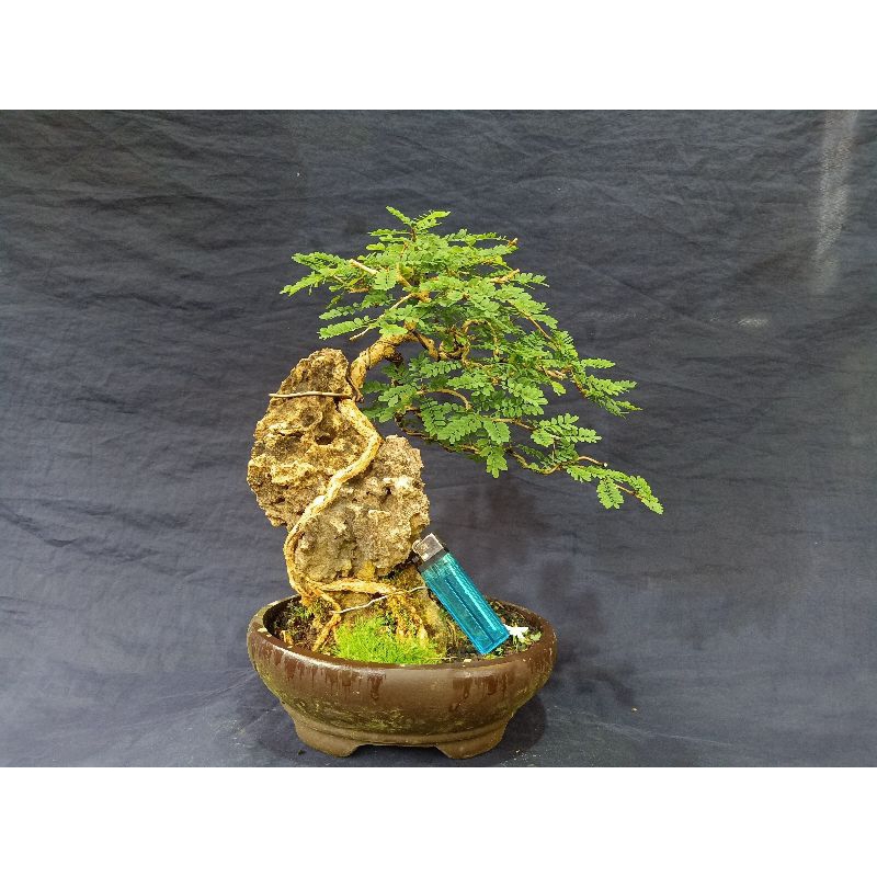 Bonsai Asem Saraf on the Rock