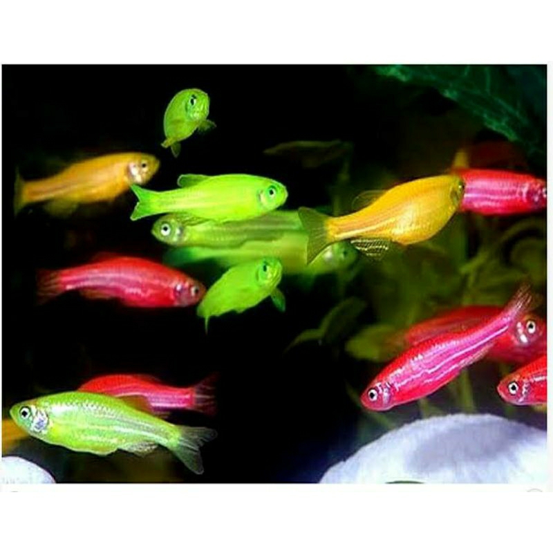 ikan glofish danio paket 20 ekor mix.