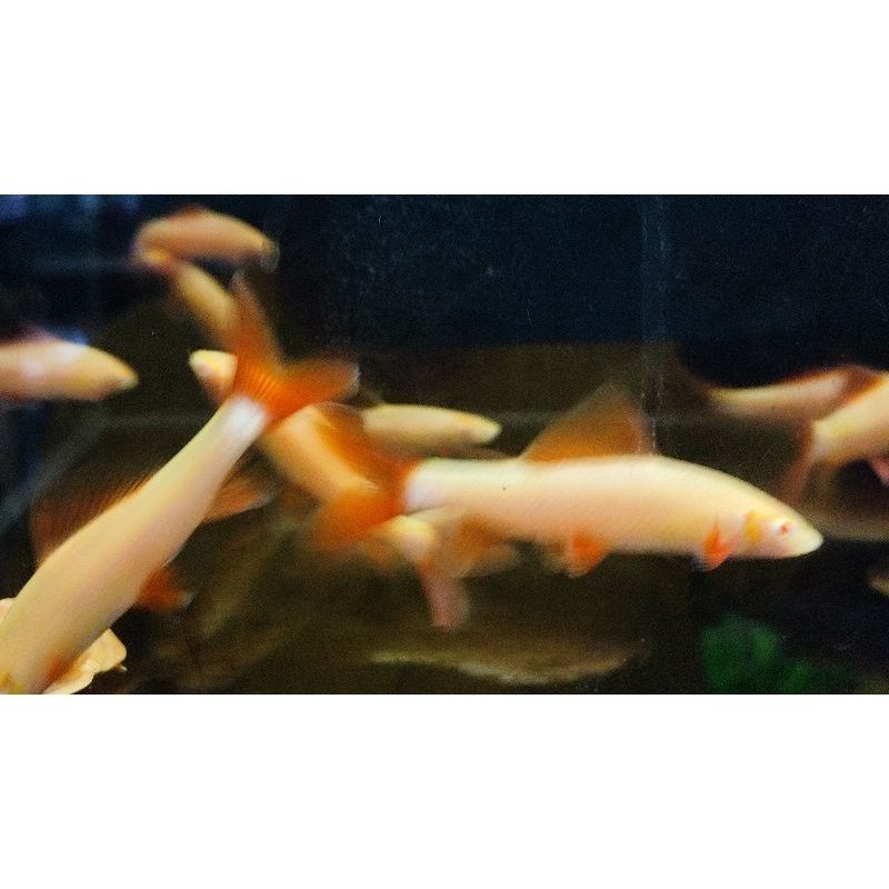 

ikan redfin shark albino besar