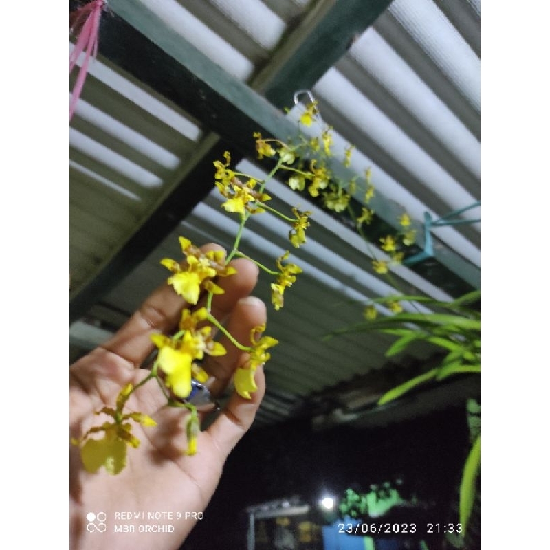 anggrek oncidium americana rawatan