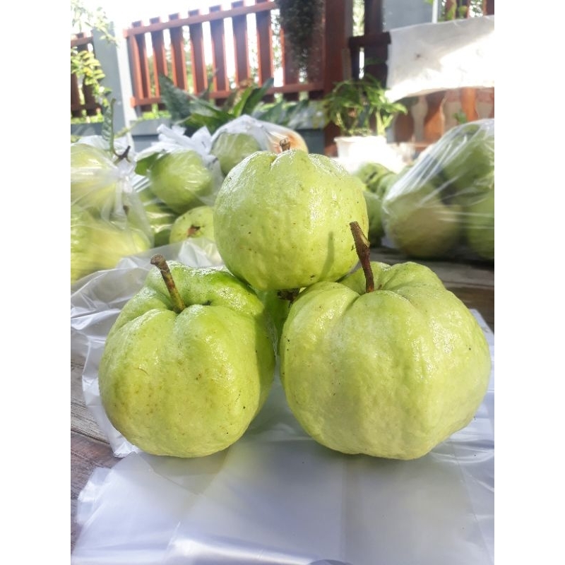 

FRESH!! JAMBU KRISTAL MANIS KRIUK LANGSUNG DARI KEBUN