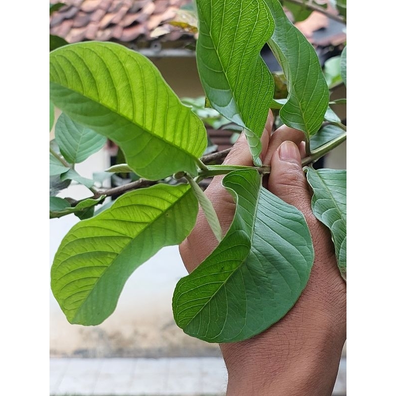 

Pucuk jambu fresh langsung petik