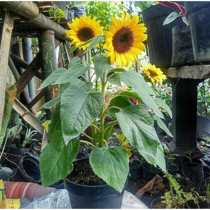 BIBIT BUNGA MATAHARI SUPER (beli 5 gratis 1)