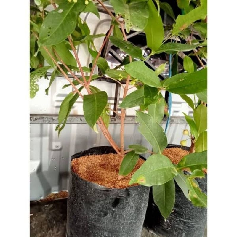 bibit tanaman jambu air citra/dalhari/madudeli kondisi berbunga 50-60 cm