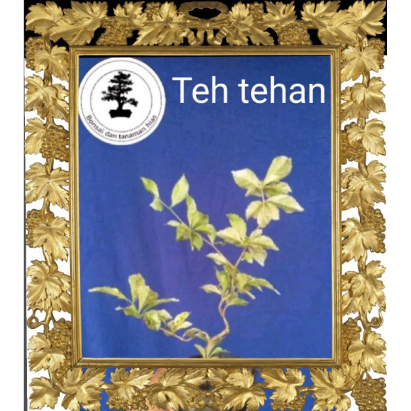 Teh Tehan Varigata Tanaman Pagar/ Pagar Hidup