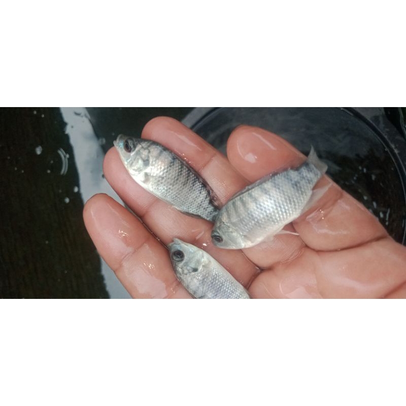 bibit ikan nila kekar hormon 50 ekor