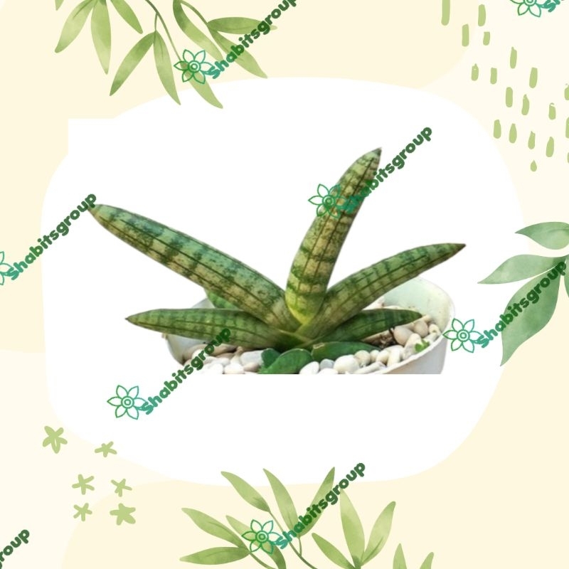 BISA COD tanaman hias sansivera mini tanaman sansivera boncel sansivera tombak