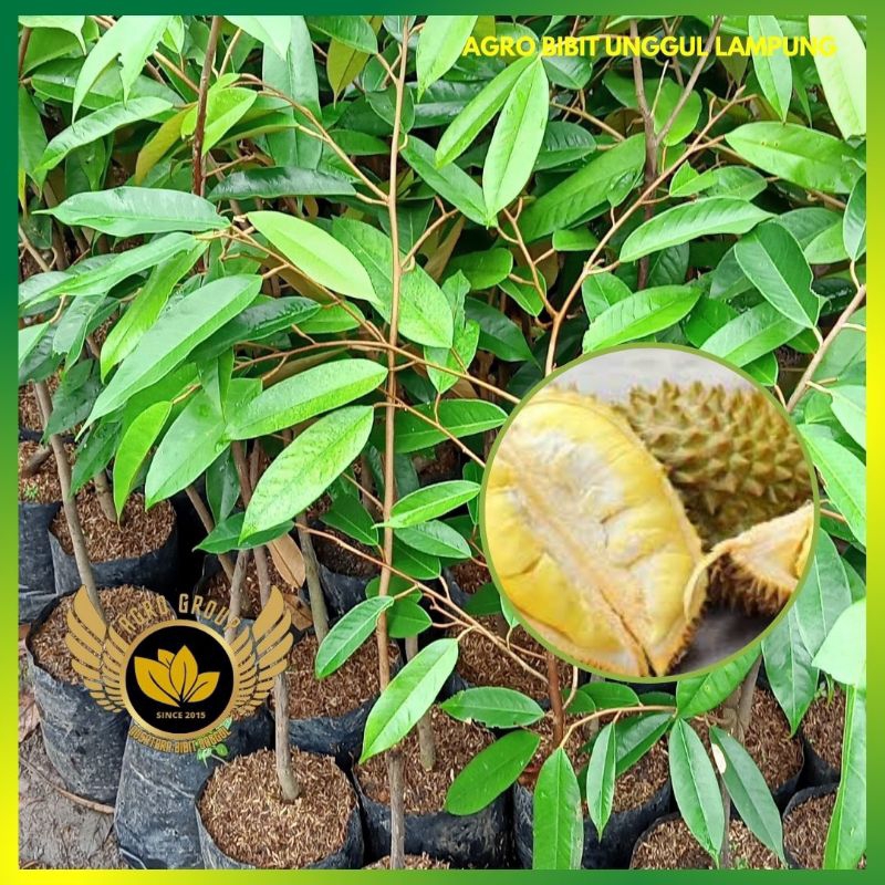 Bibit Durian Super Tembaga Asli Super Genjah Okulasi