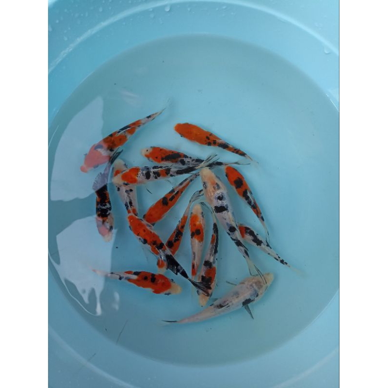 koi Bibit F1import dan koi  blitar