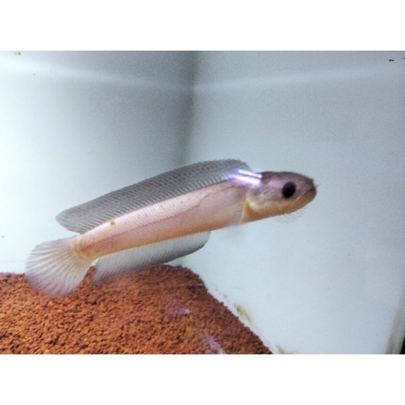Acc Aquarium. ASIATICA LEUCISTIC RARE ITEM, FULL PUTIH 8 cm -16 cm