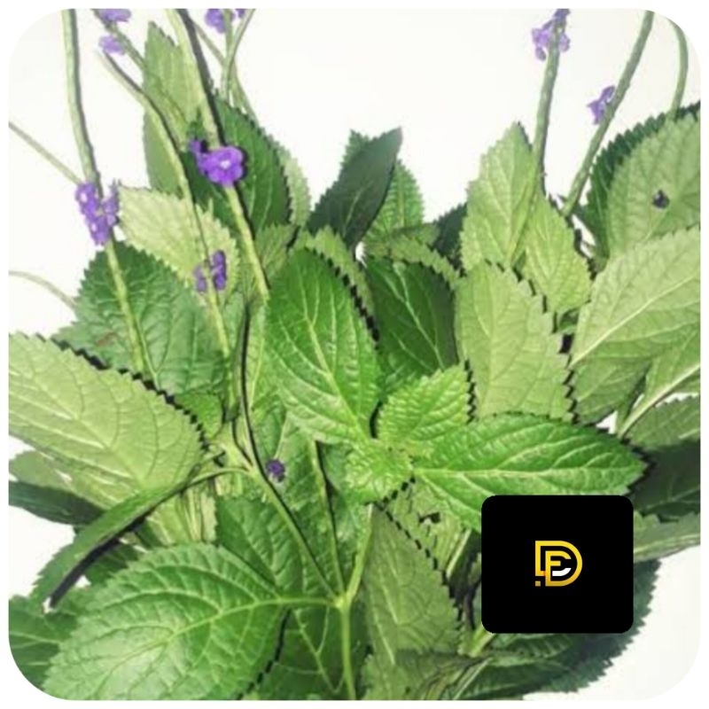 

Daun pecut kuda daun jarong segar 1 kg-az