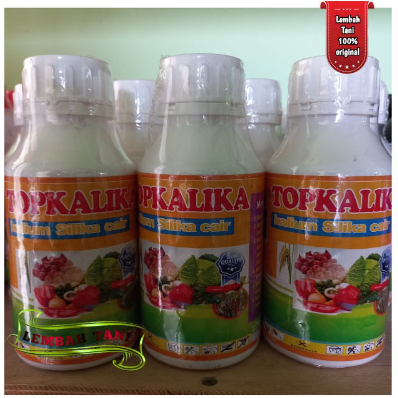 TOPKALIKA KALIUM SILIKA bawang merah jadi kokoh