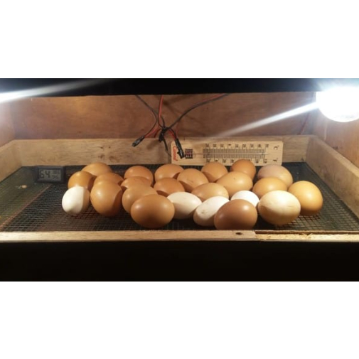 

Telur ay4m ksmpung busuk 5 butir