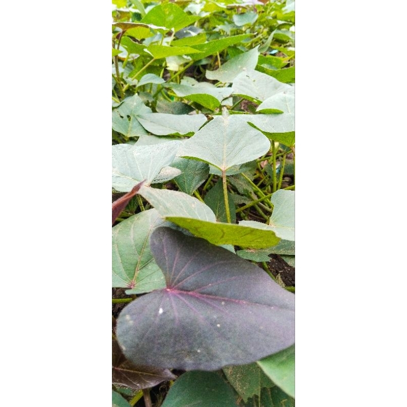 

Ipomoea Batatas (Daun Ubi Jalar) isi 10 Lembar