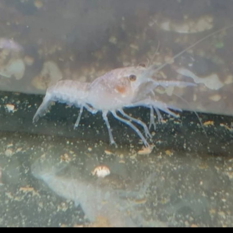 udang hias baby lobster putih / white baby lobster