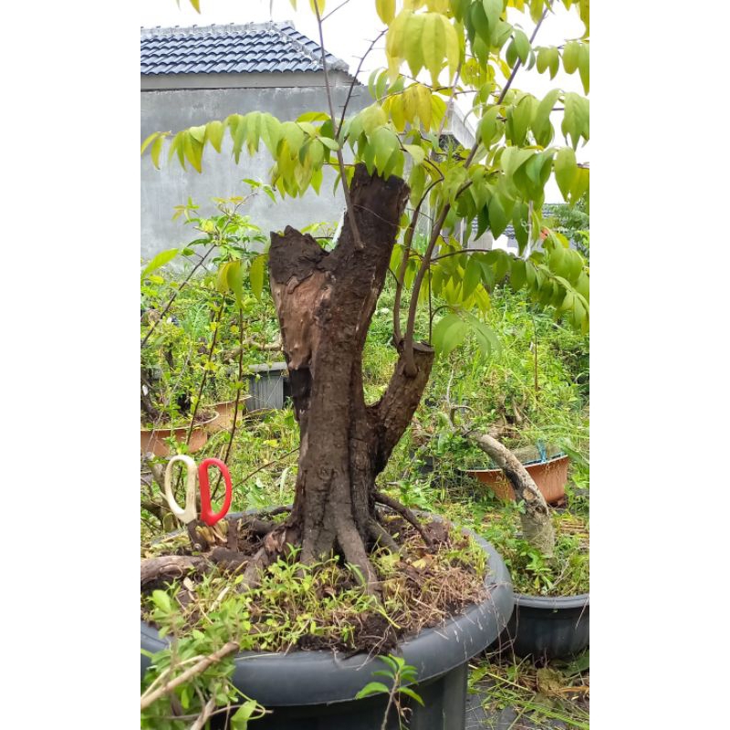 Bonsai Mustam Medium Langka