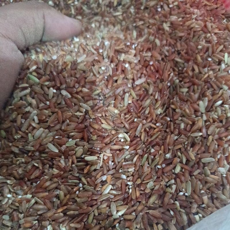 BERAS MERAH UNTUK PAKAN AYAM JAGO