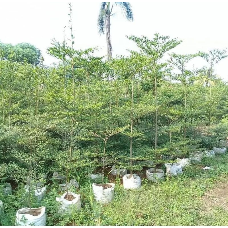 tanaman hias ketapang kencana tinggi 2 meter pohon ketapang kencana 2 meter rimbun