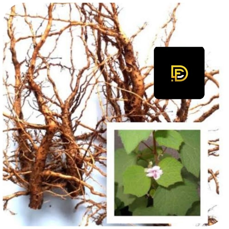 

Jual akar pulutan segar 500 gram alami fresh-az