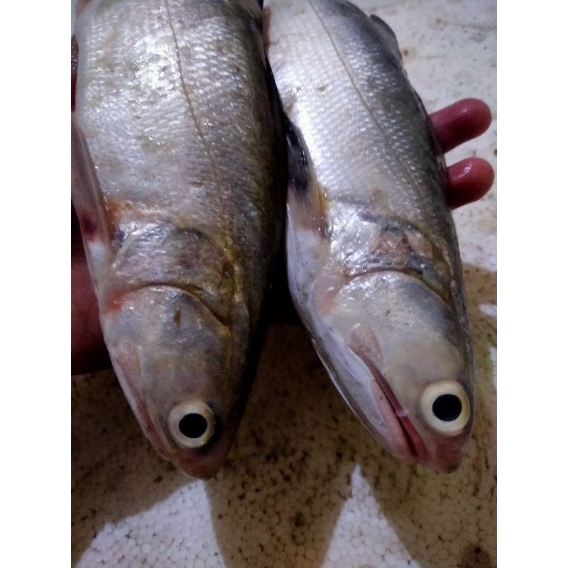 

Ikan Kuro Senangin Fresh Frozen 1Kg Segar Fresh BERGARANSI