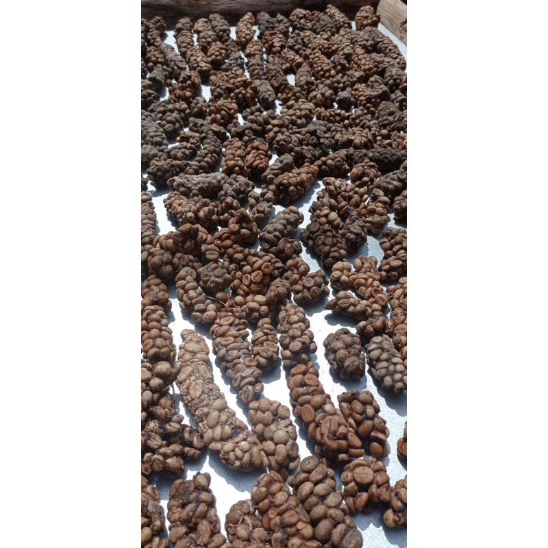 

Kopi luwak Liar fases Asli kemasan 1 kg jenis Robusta