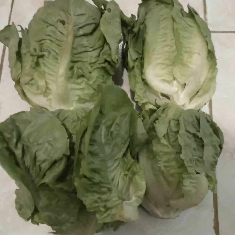 

Sayuran Romaine / Romin segar
