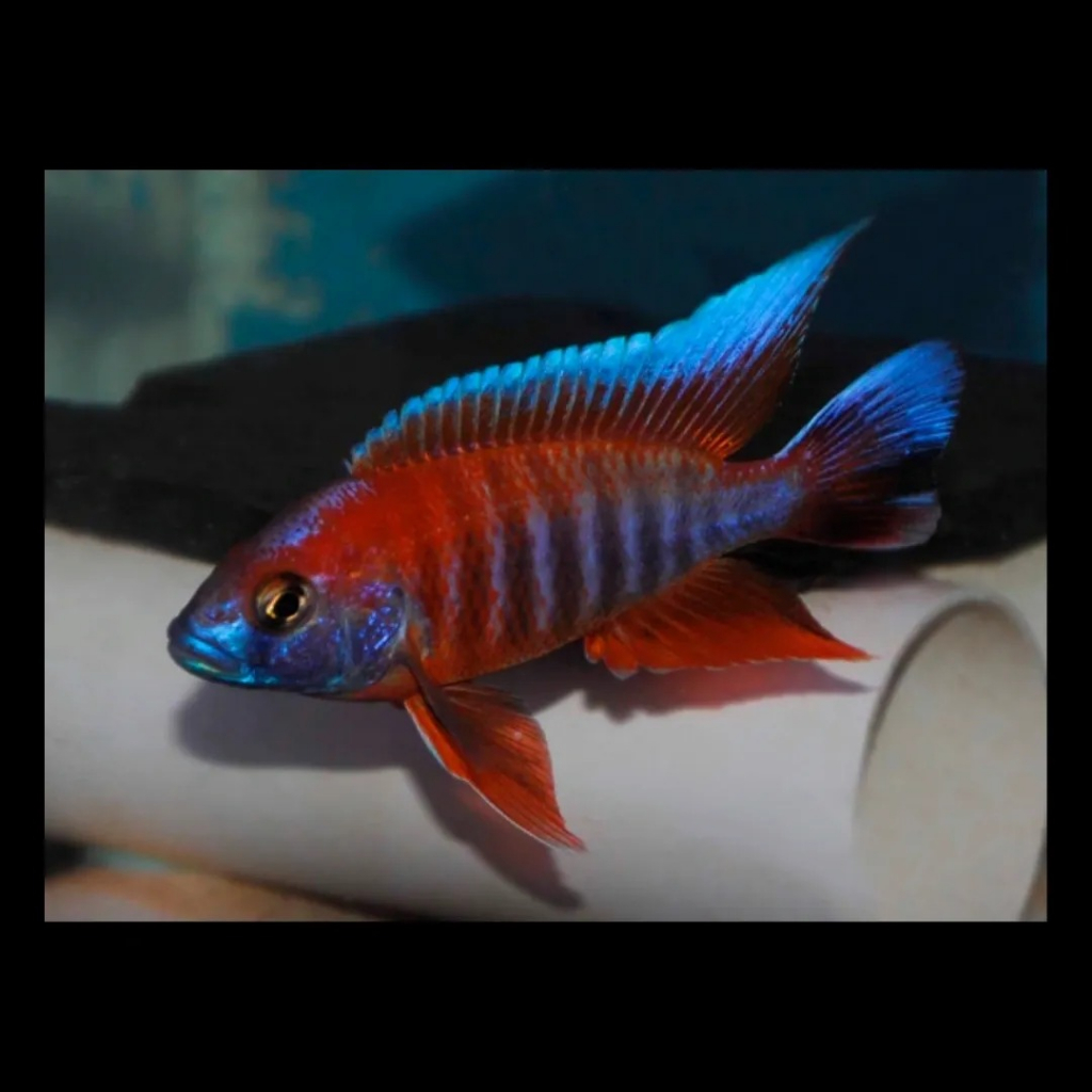 Red eureka african cichlid