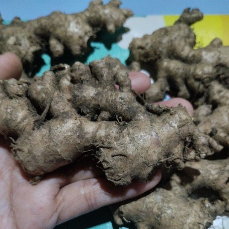 

Jahe Emprit 100gram berguna untuk vitalitas tubuh