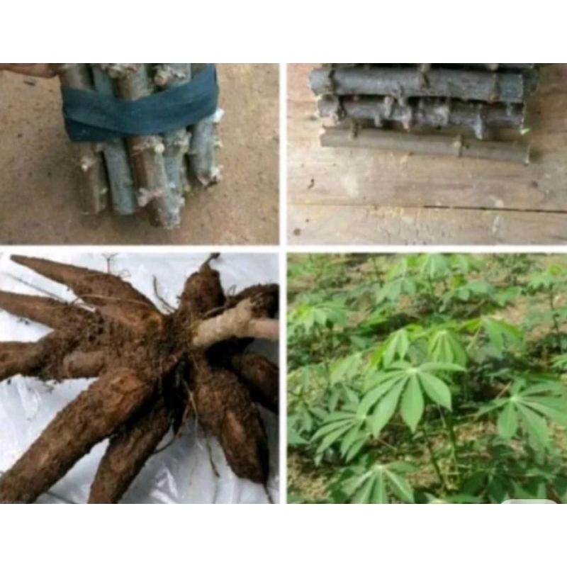 bibit batang steak ubi kayu bibit tanaman ubi bibit tanaman