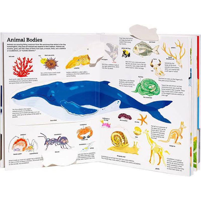 The Ultimate Book of Animals - Imported Children Education Book Flap Pop Up - Buku Impor Inggris