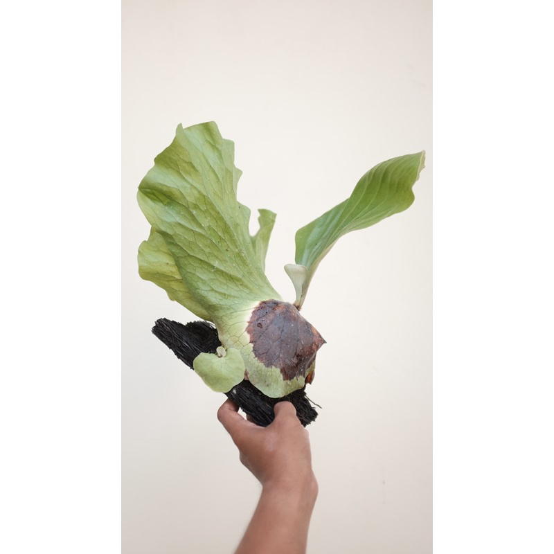 Platycerium / Simbar Elephantotis