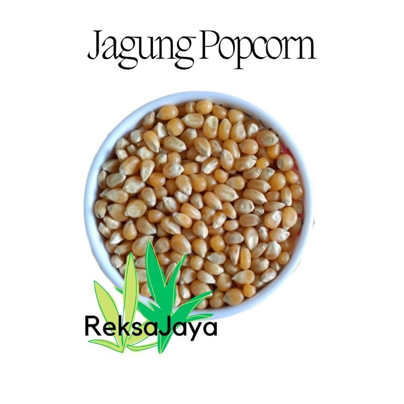 

Jagung Popcorn Mentah 250 Gram/ Jagung Pop Corn Super/ Jagung Popcorn Bagus Bersih