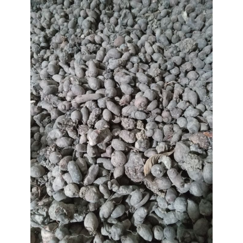 kentang hitam kecil 1kilo