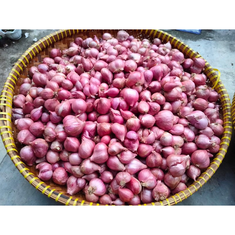 

Bawang Merah Karet | Brambang Karet Super 1kg