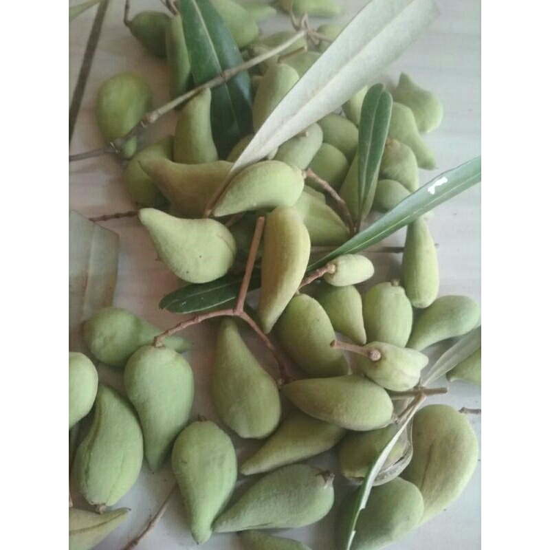 

Buah mangrove aviecena / api api