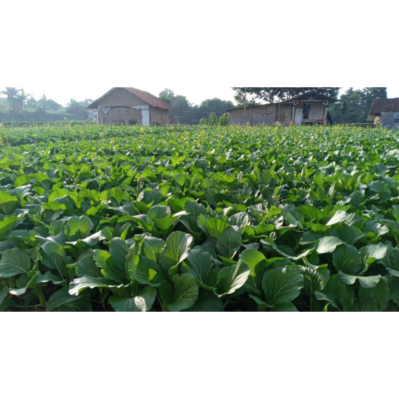 

sawi hijau langsung dari kebun
