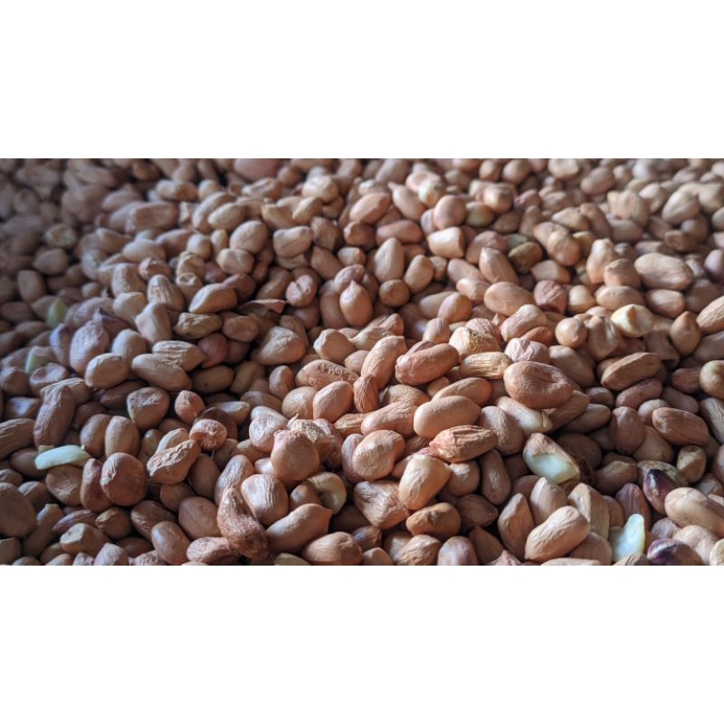 

Kacang tanah merah