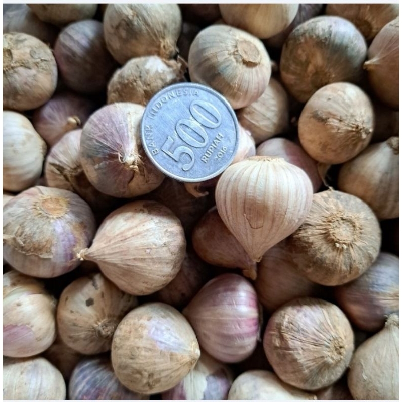 

Bawang tunggal ungu besar/bawang Lanang/ bawang tunggal original 100gram