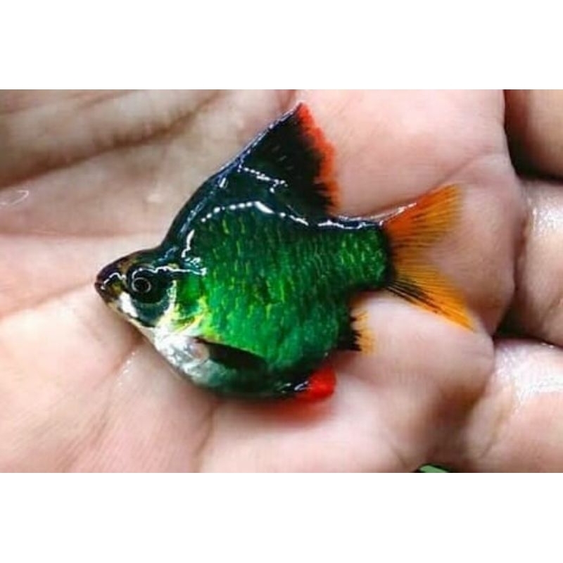 

ikan green tiger balon